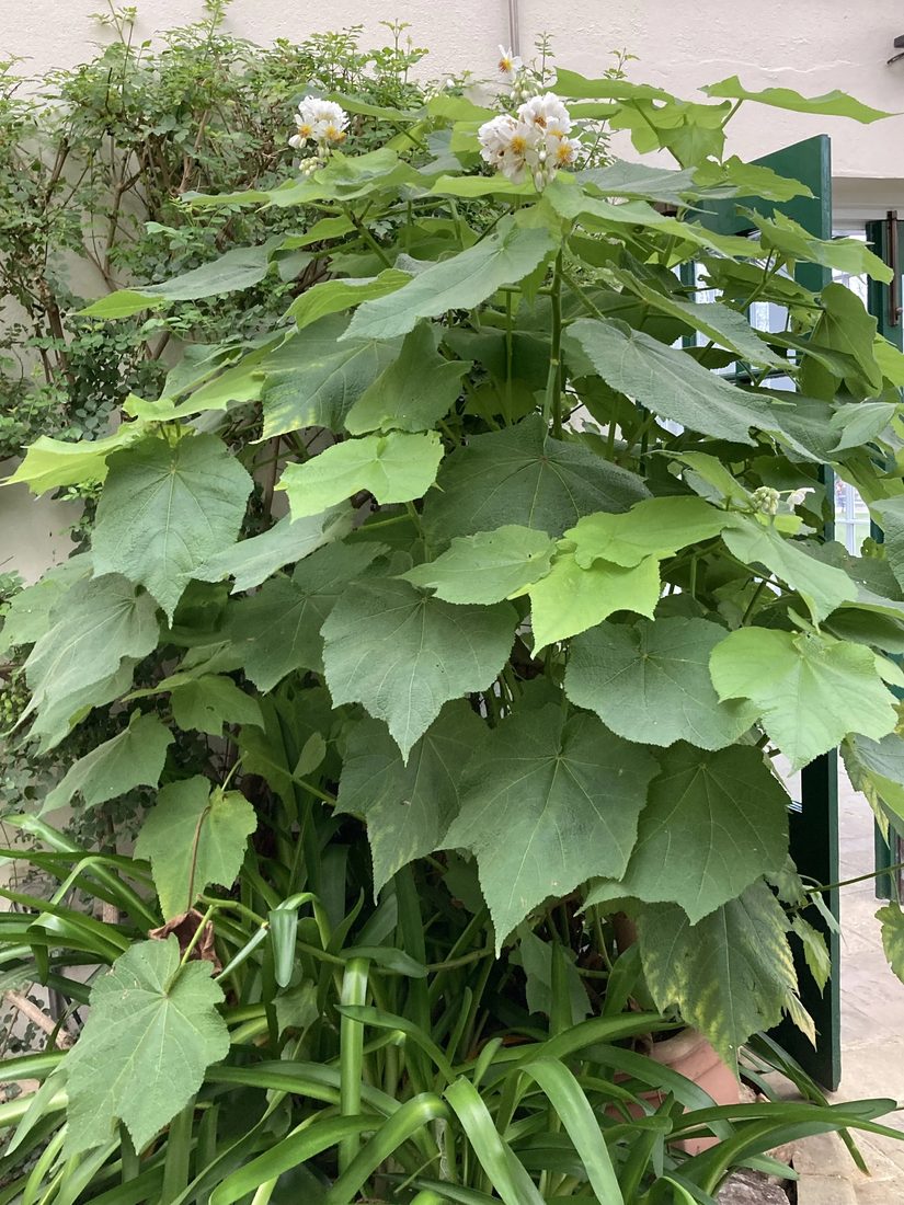 Sparrmannia aphricana