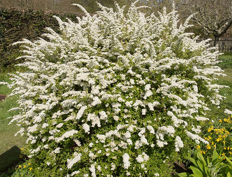 Spiraea arguta