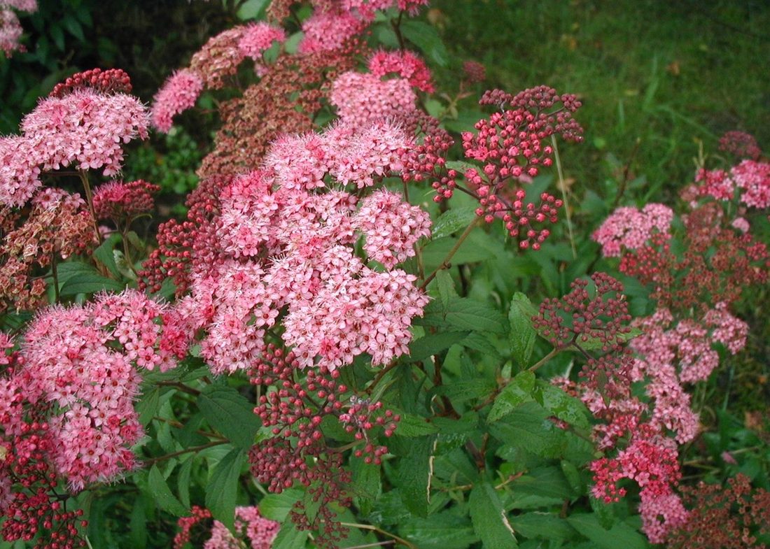 Spiraea bumalda