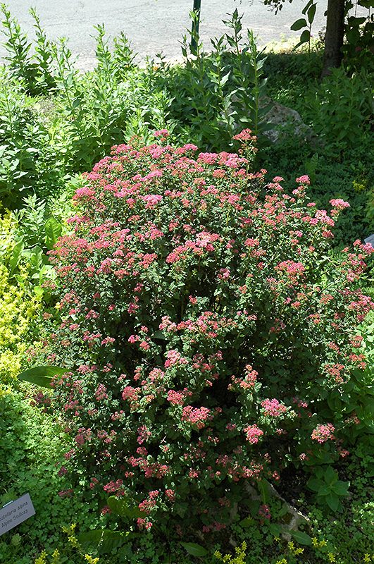 Spiraea crispifolia
