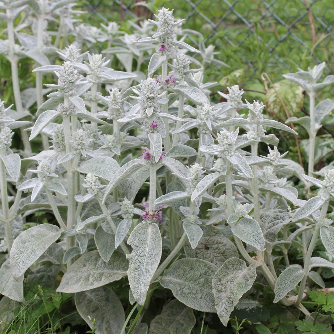 Stachys byzantina ( lanata )