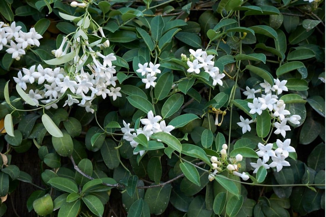 Stephanothis floribunda