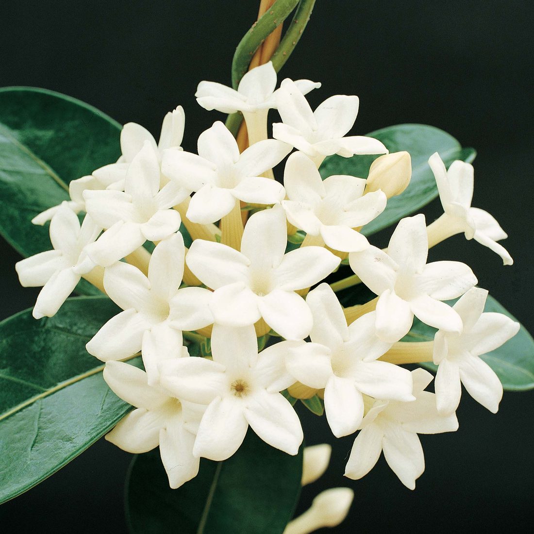 Stephanotis floribunda