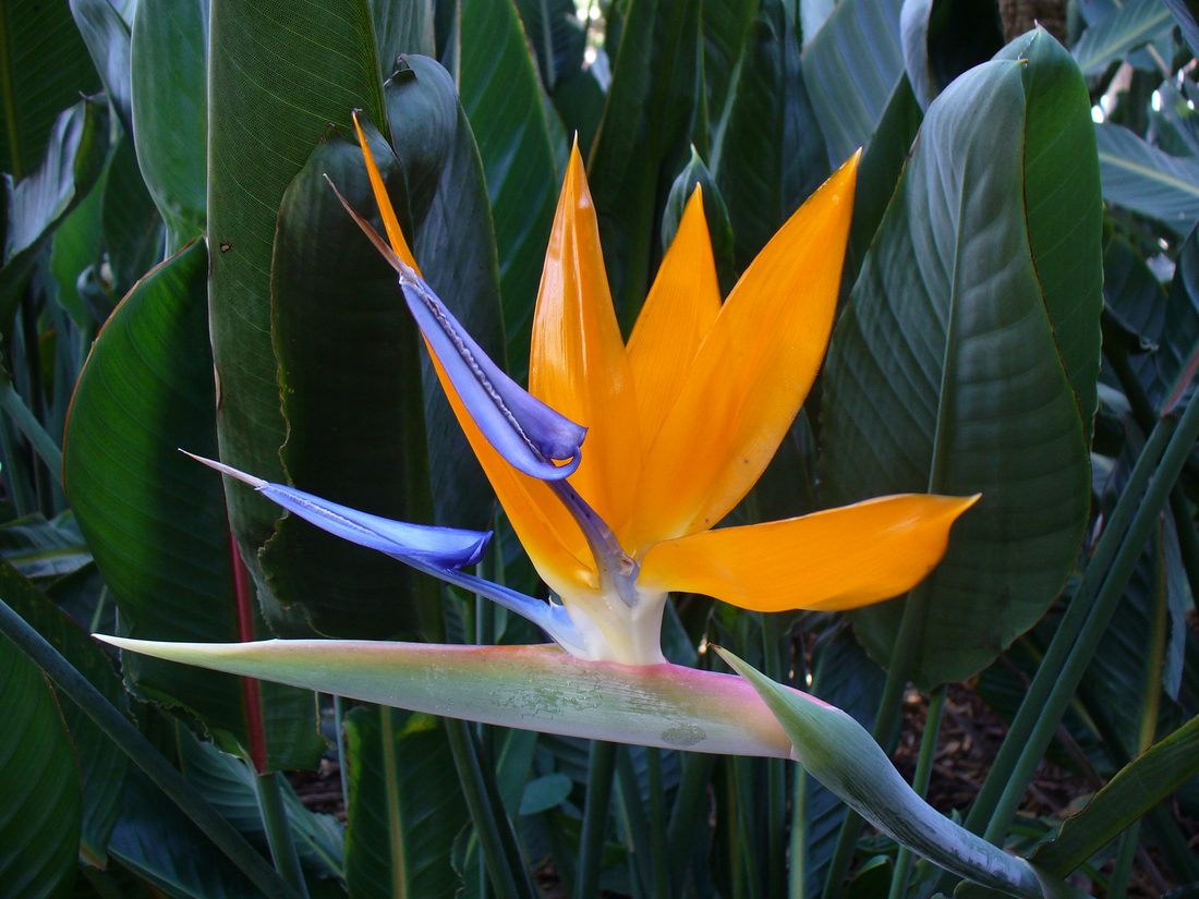 Sterlitzia reginae