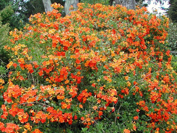 Streptosolen jamesonii