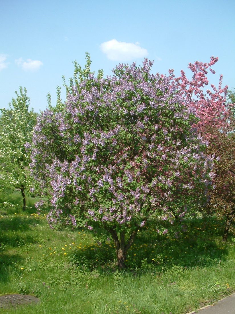 Syringa vulgaris ibridi ( lilla')