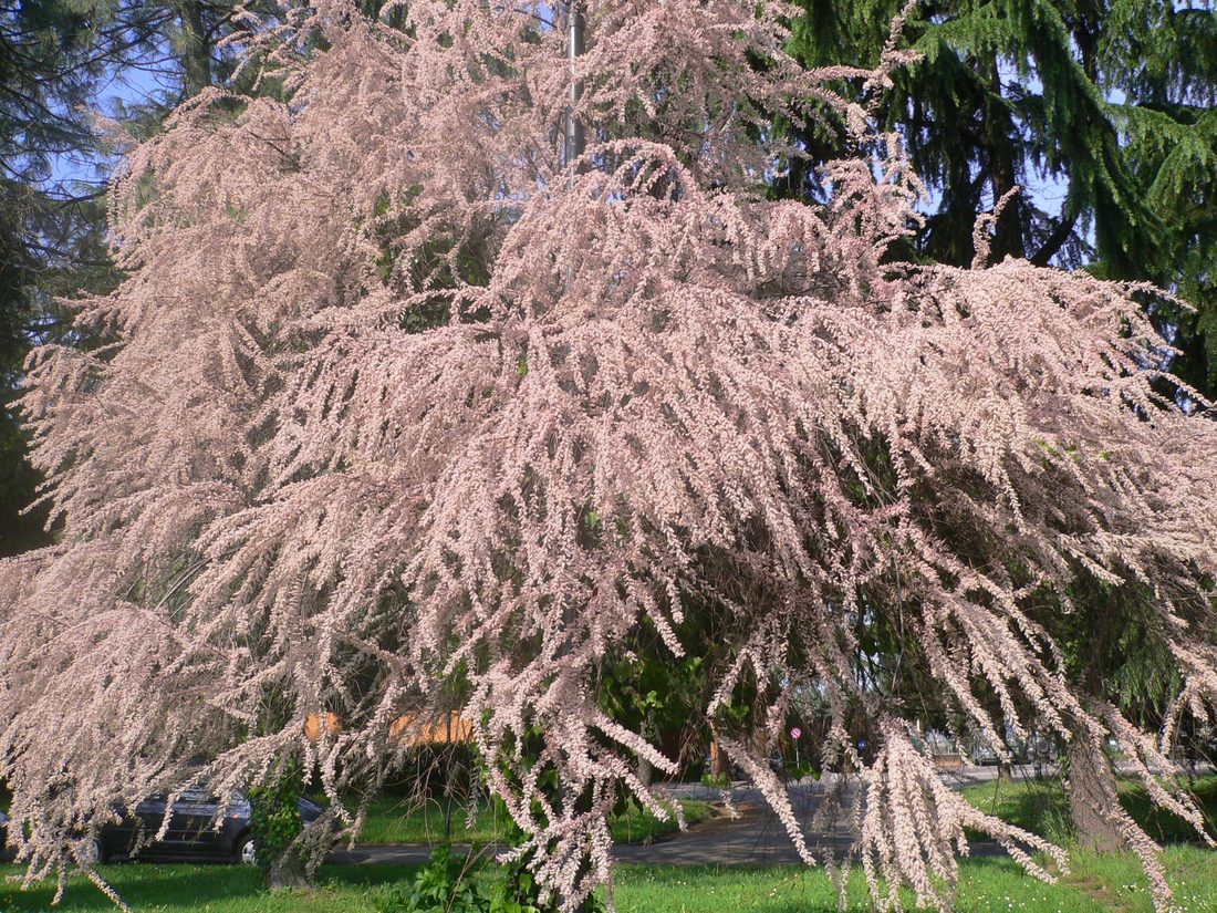 Tamarix gallica
