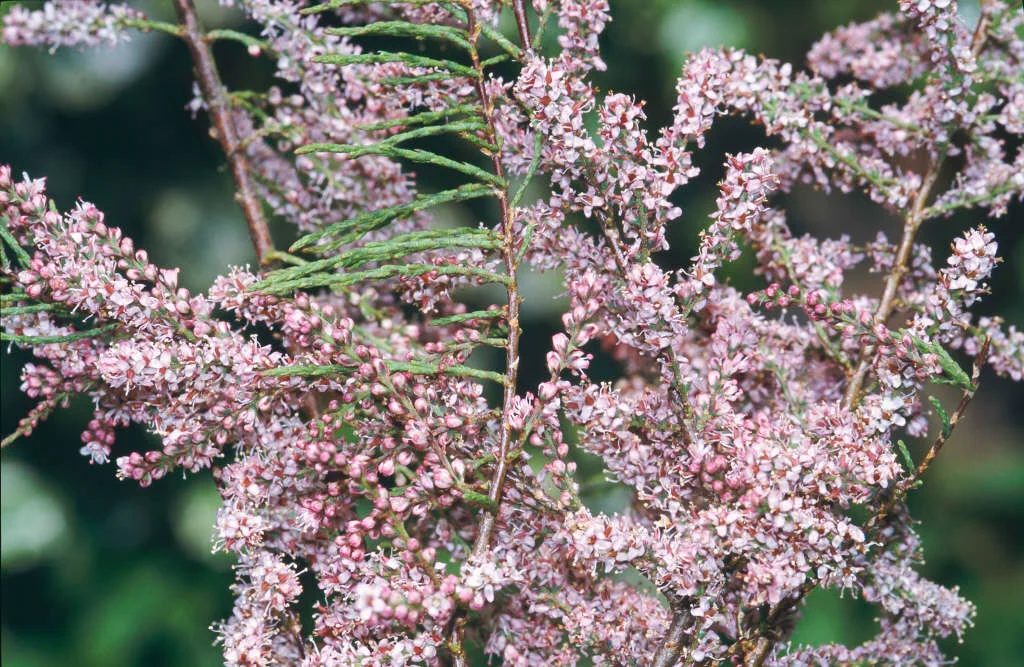 Tamarix tetandra