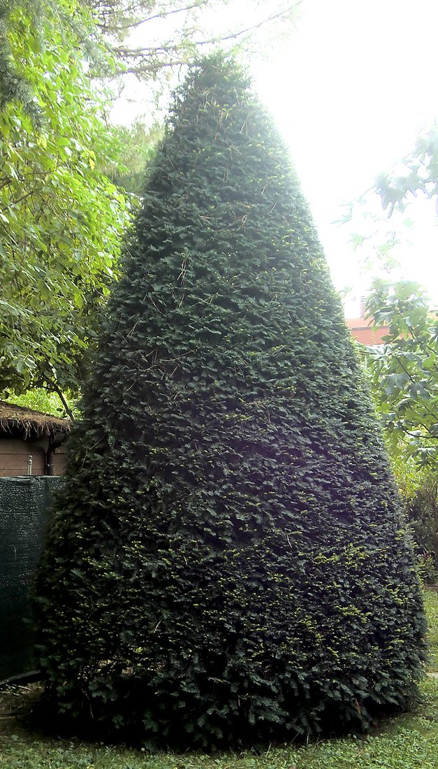 Taxus baccata