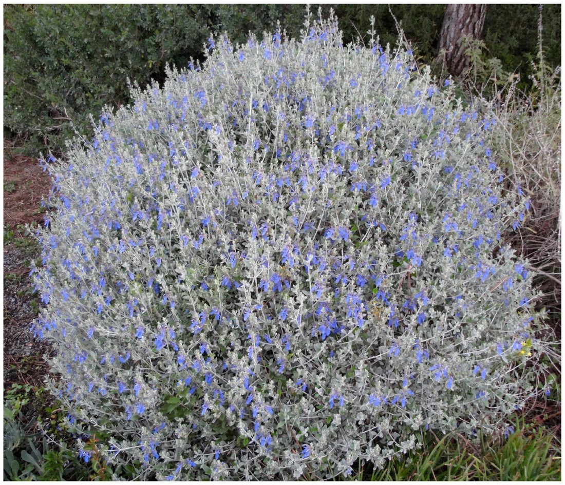 Teucrium fruticans