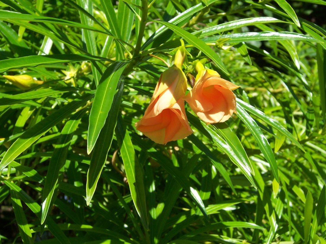 Thevetia Peruviana alba