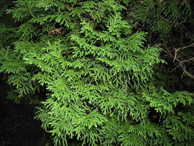 Thuja occidentalis pyramydalis