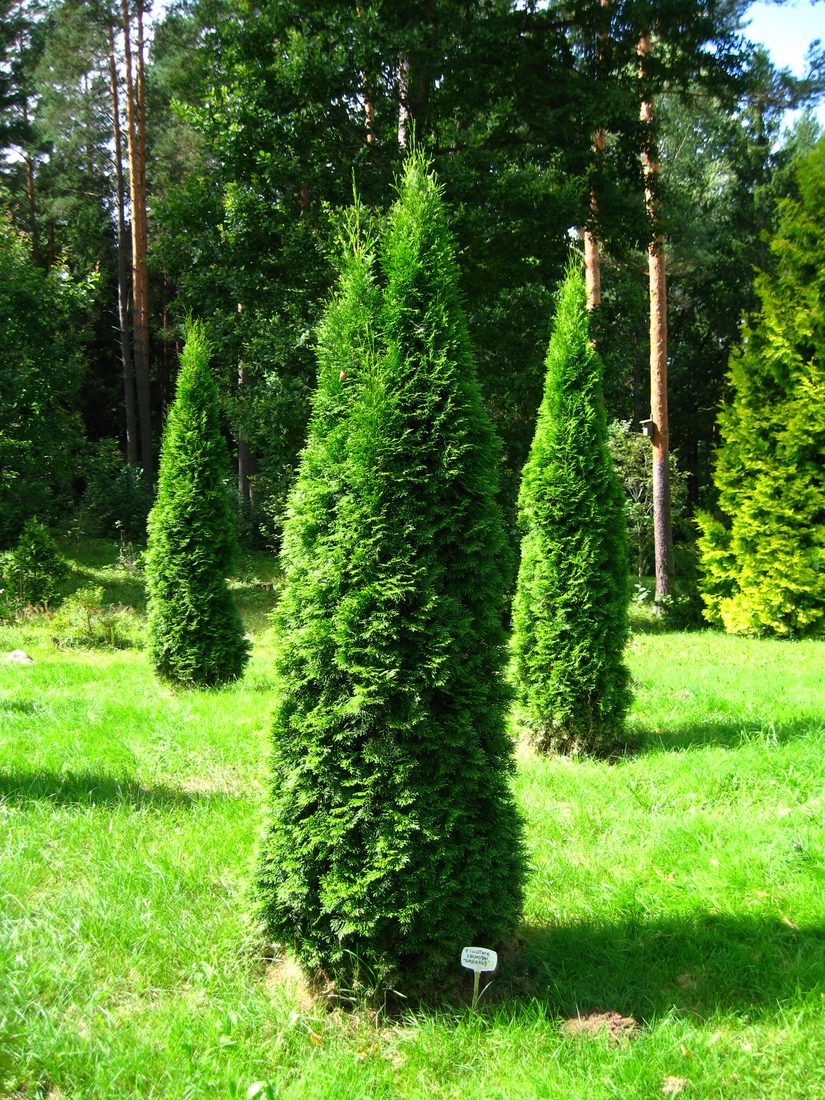 Thuja occidentalis smaragd