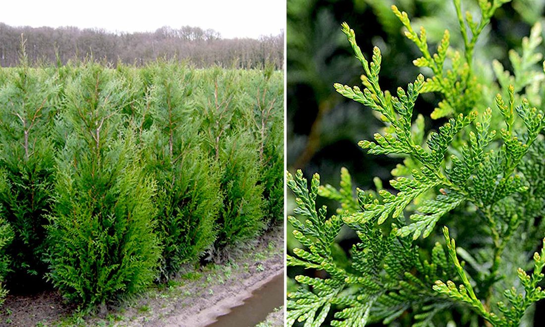 Thuja plicata atrovirens