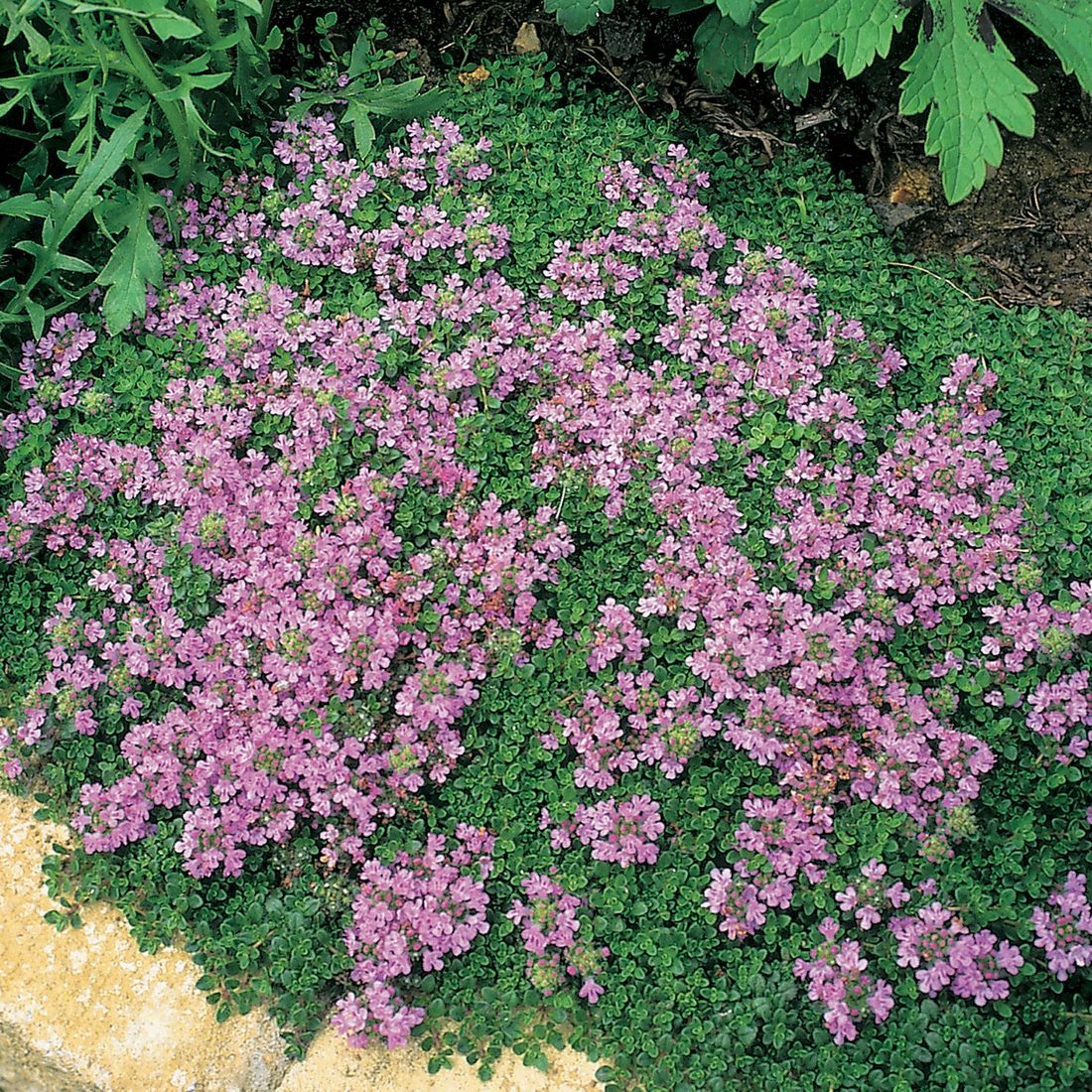Thynus serpyllum