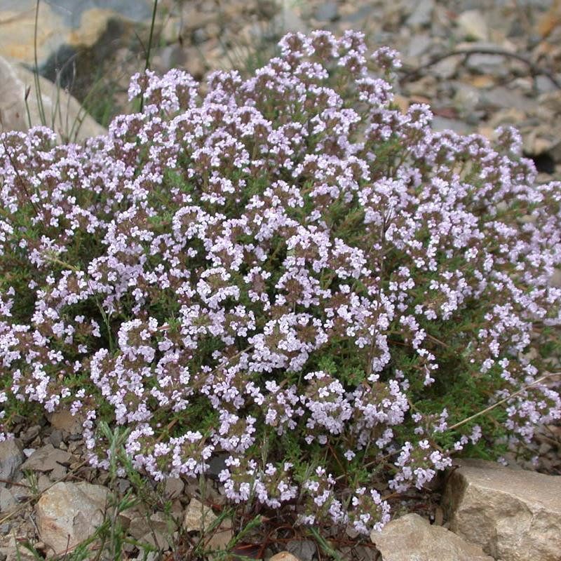 Thynus vulgaris