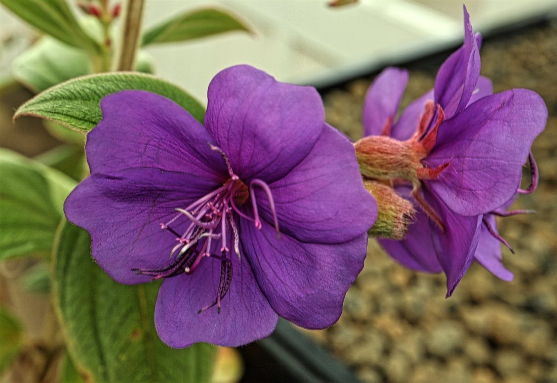 Tibouchina urvilleana (lisiandra )