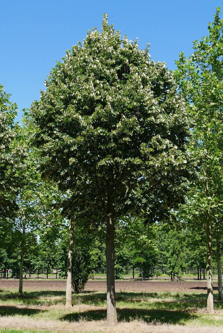 Tilia tomentosa ( argentea )