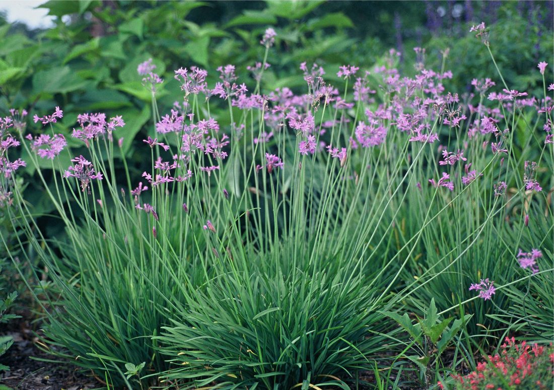 Tulbaghia violacea
