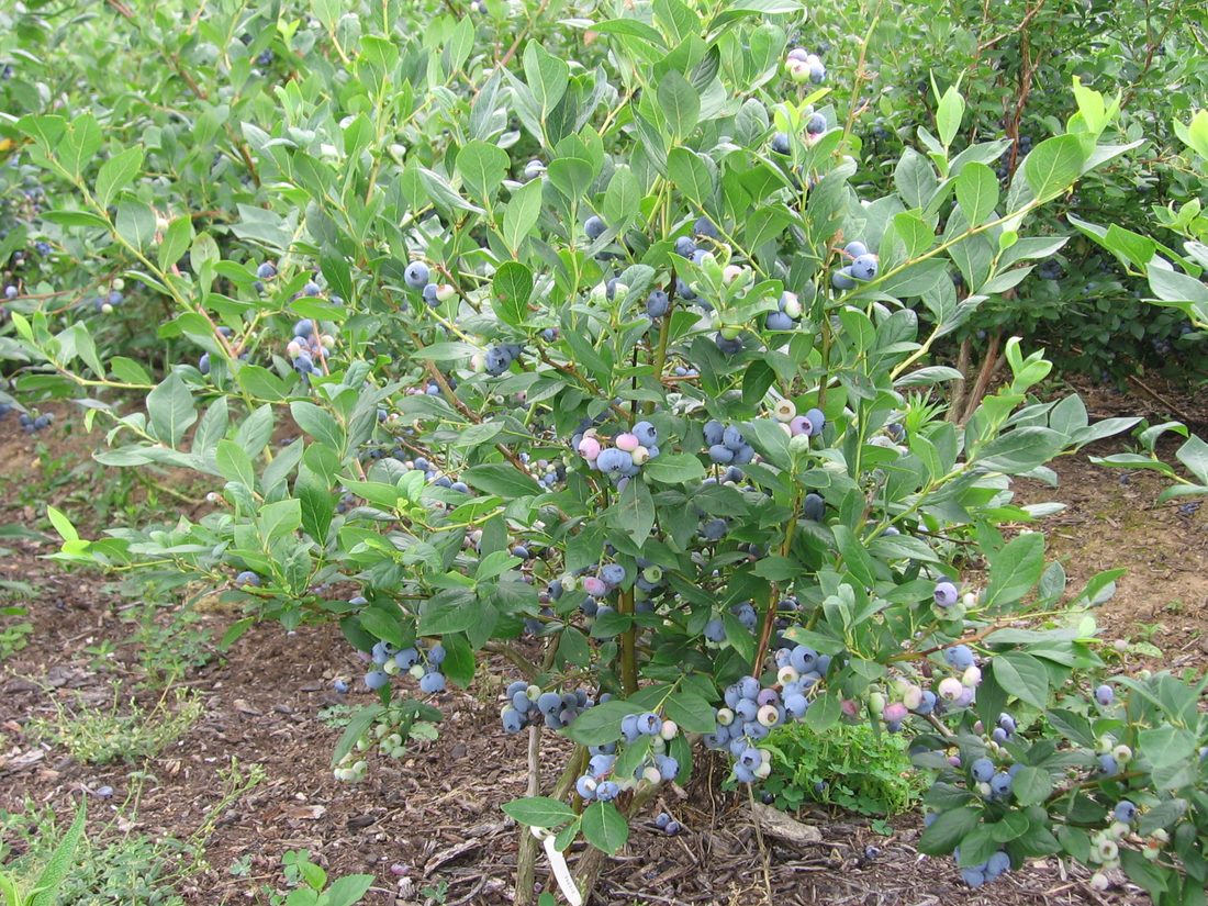 Vaccinum corimbus (mirtillo gigante )