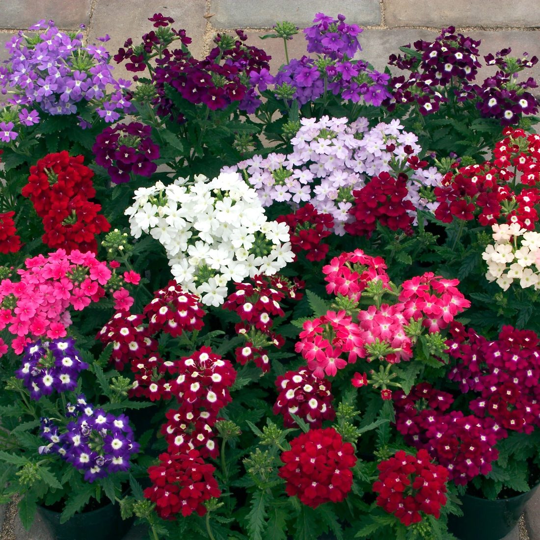 Verbena hybrida