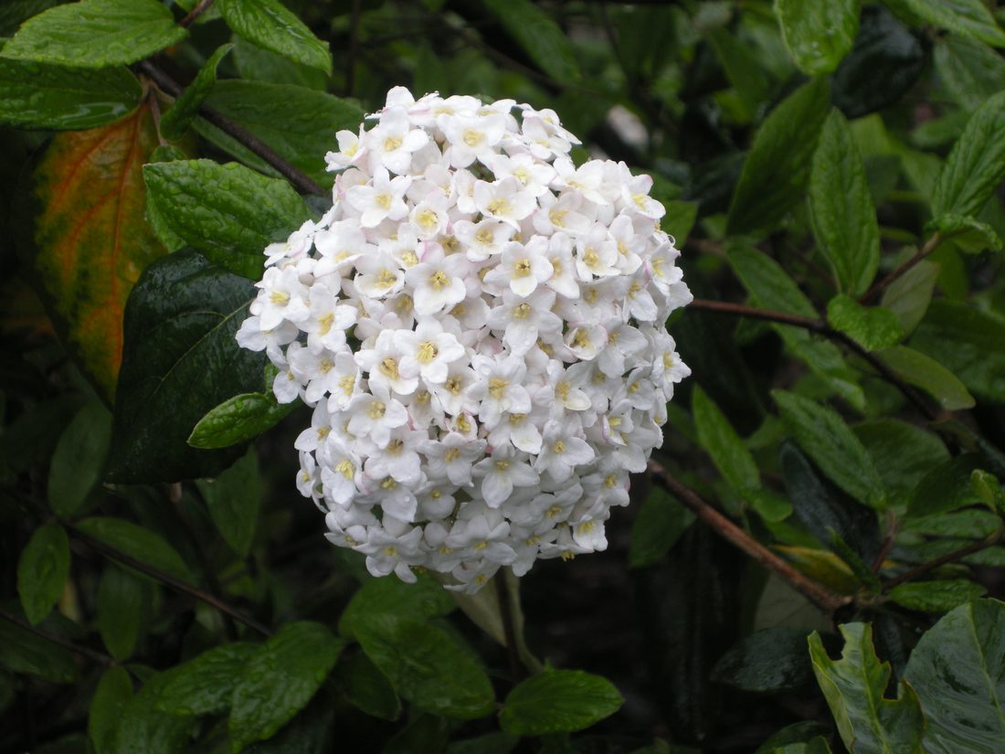Viburnum burkwoodii