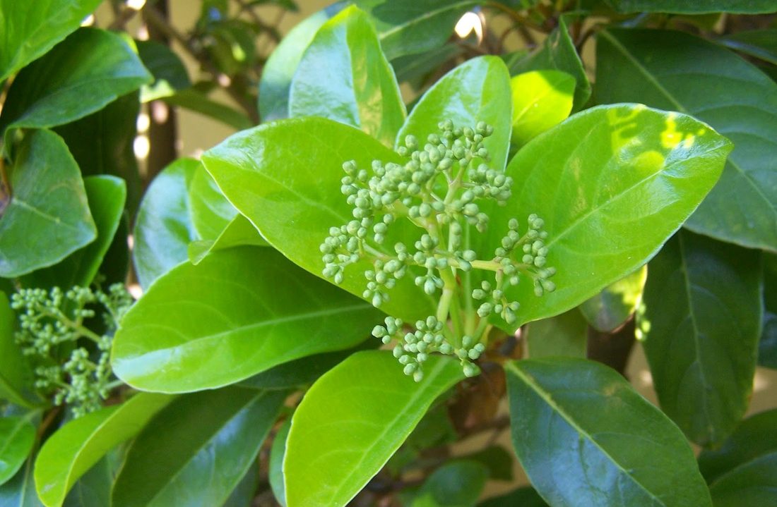 Viburnum lucidum