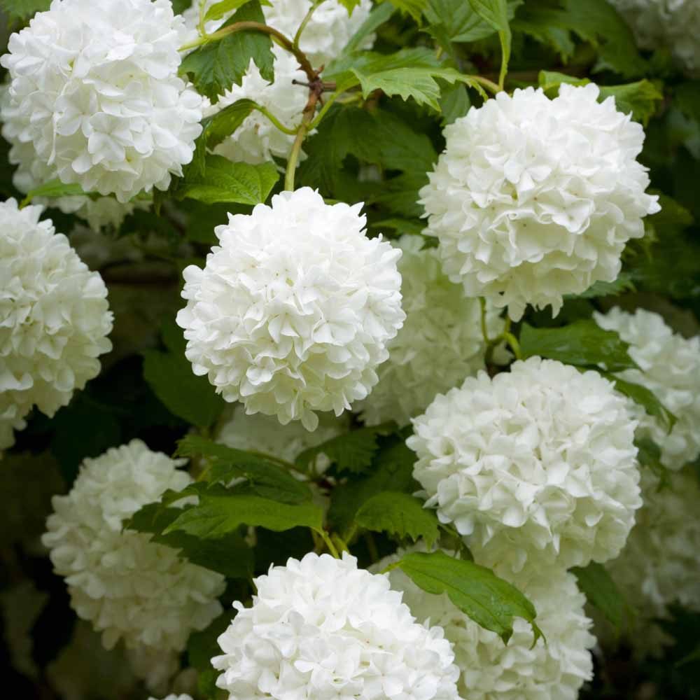 Viburnum opulus