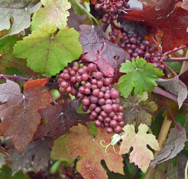 Vitis vinifera purpurea ( uva fragola )