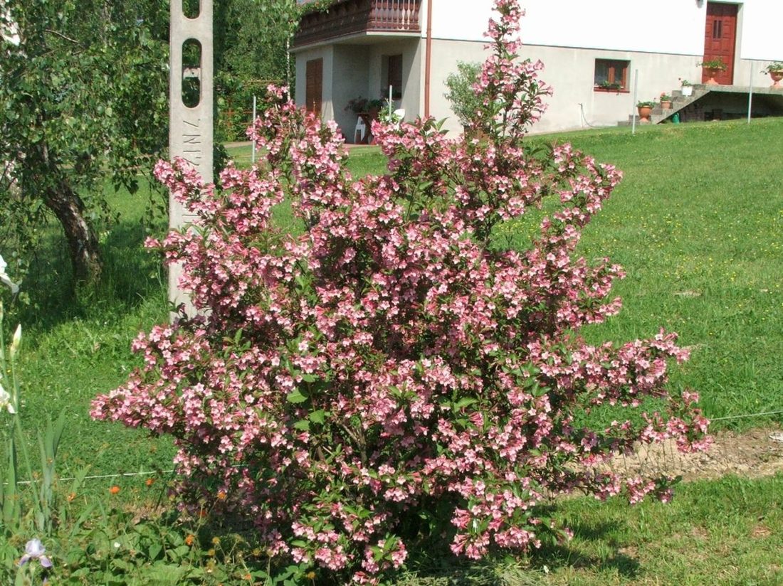 Weigelia florida