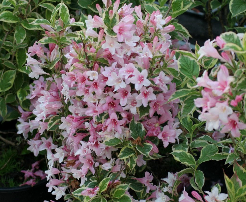 Weigelia florida variegata