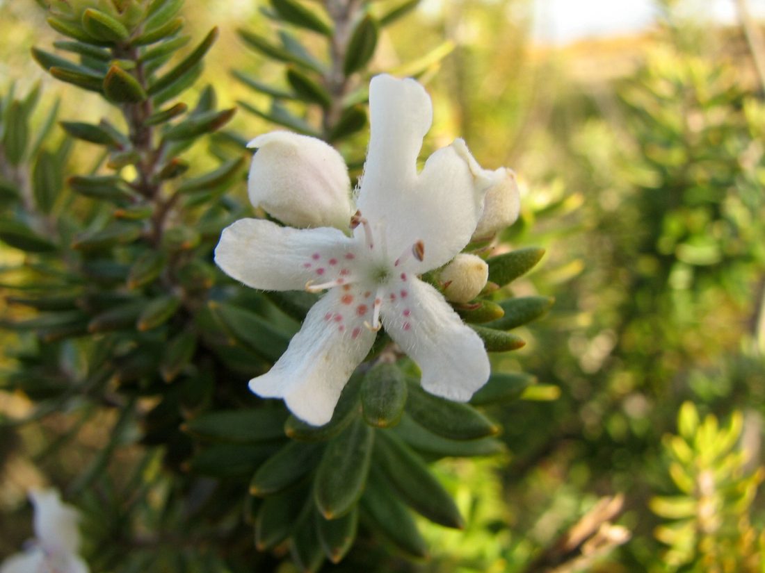 Westringia fruticosa bianca