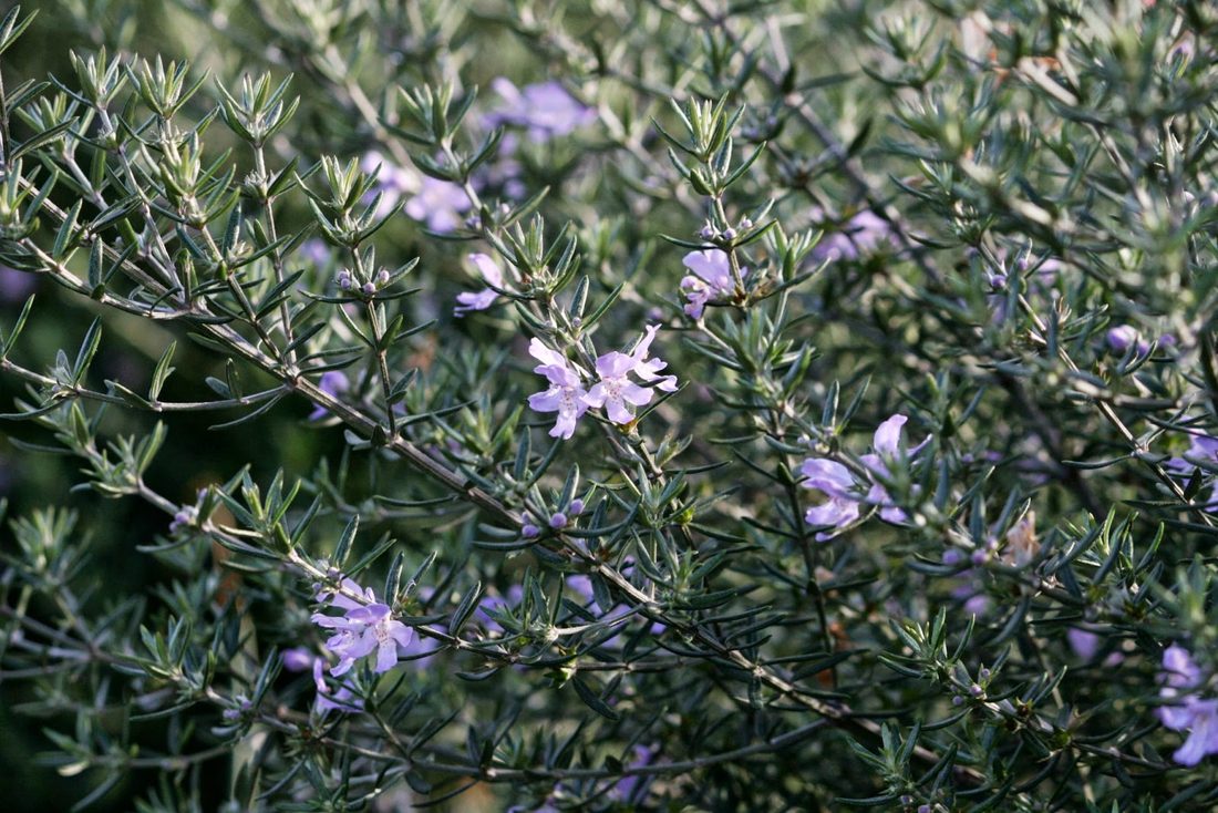 Westringia fruticosa wynyabbie gem blue