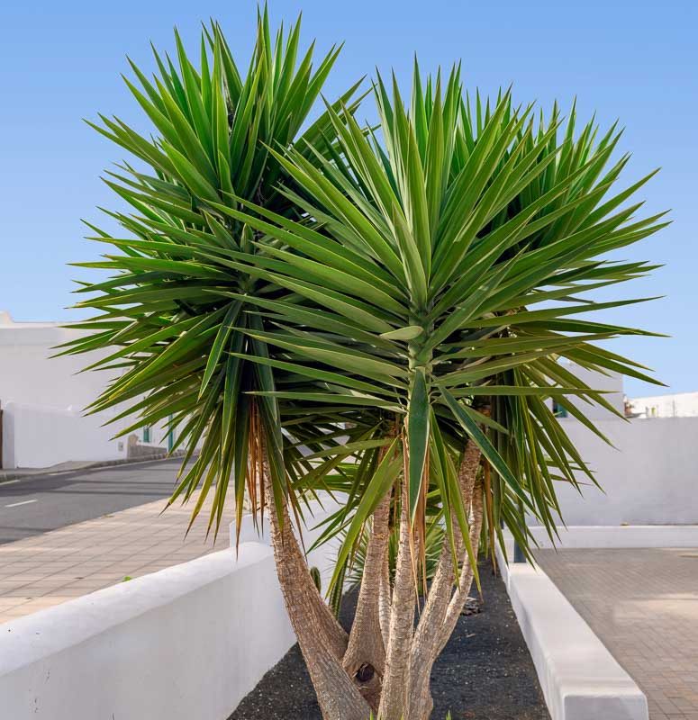 Yucca aloifolia