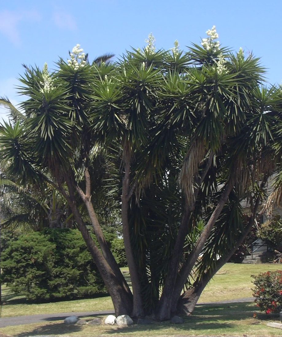 Yucca gloriosa