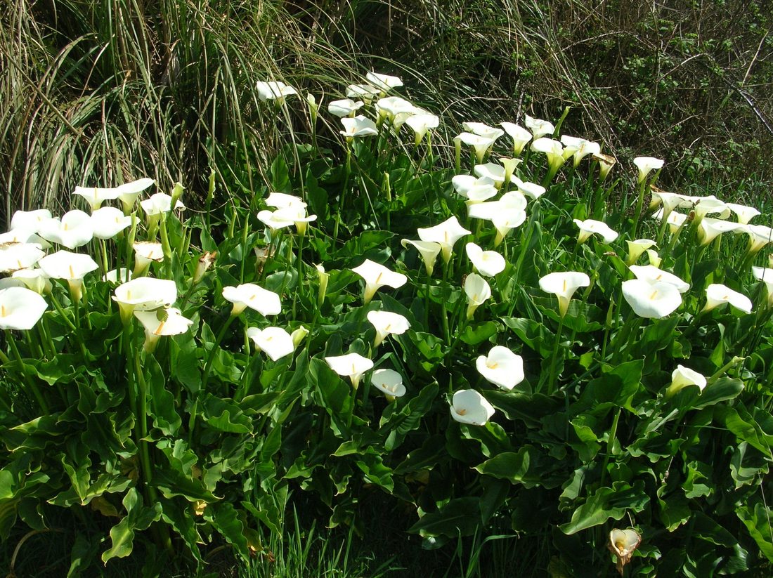 Zantedeschia aethiopica (calla)