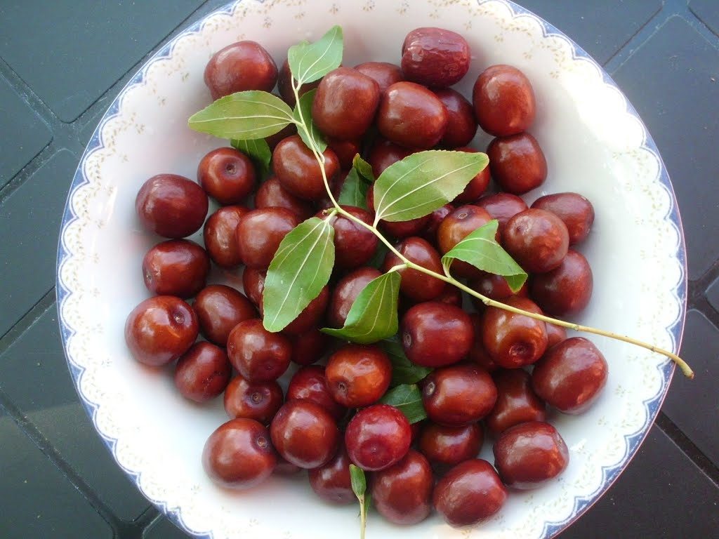 Ziziphus jujuba ( giuggiolo )
