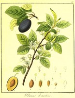 Prunus
