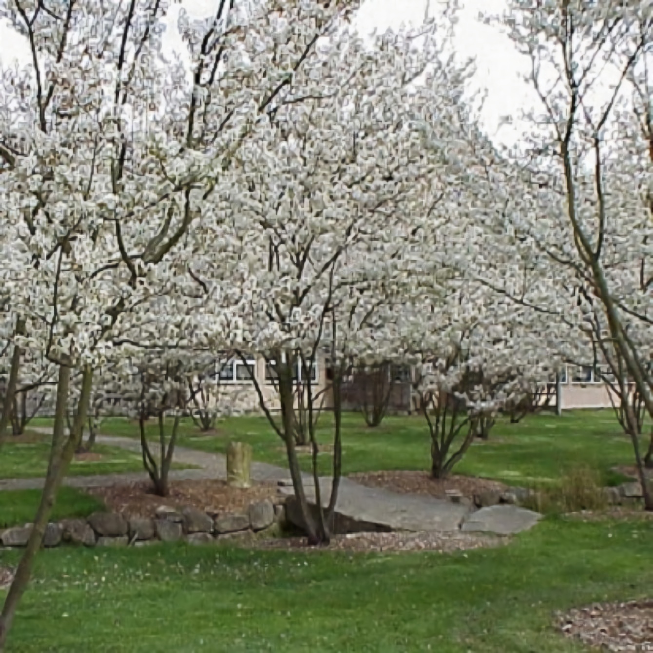 Ирга канадская Amelanchier lamarckii