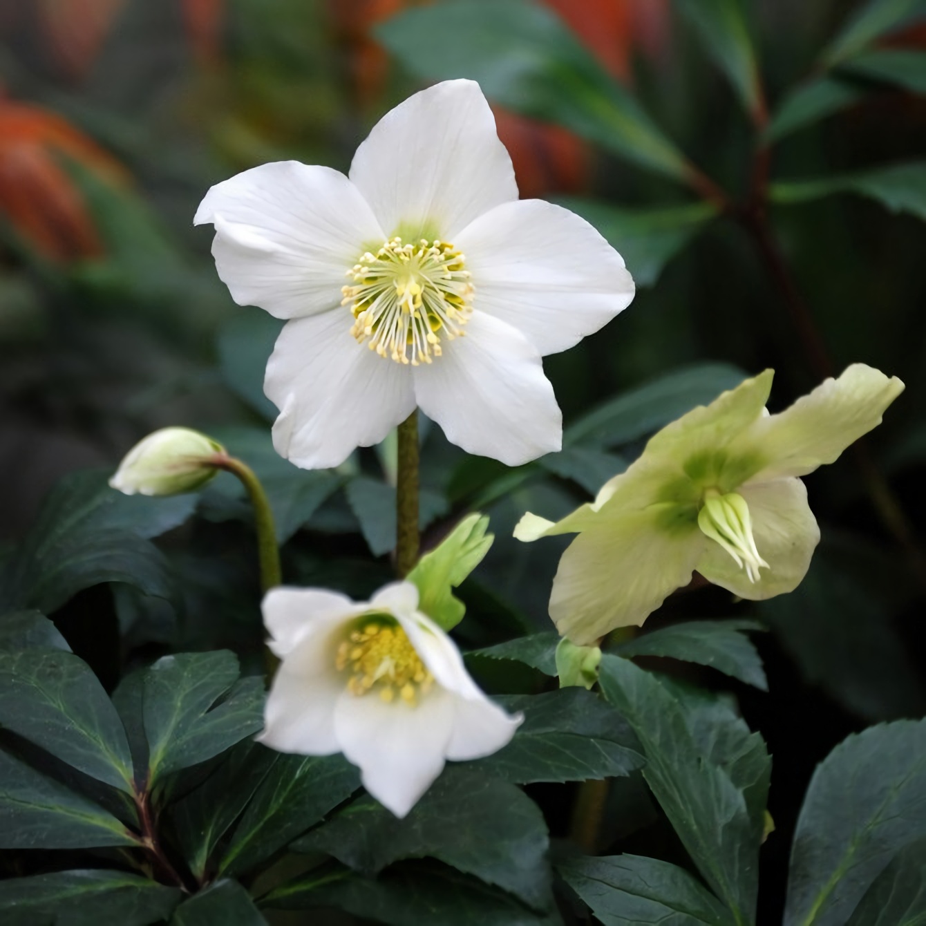 Морозник белый. Морозник (геллеборус, Helleborus). Морозник (геллеборус) черный. Морозник Niger.